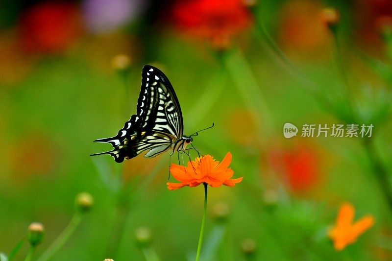 蝴蝶和黄色/橙色的宇宙花